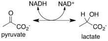 physiology-of-ftp-and-new-testing-protocols-blog-fig4