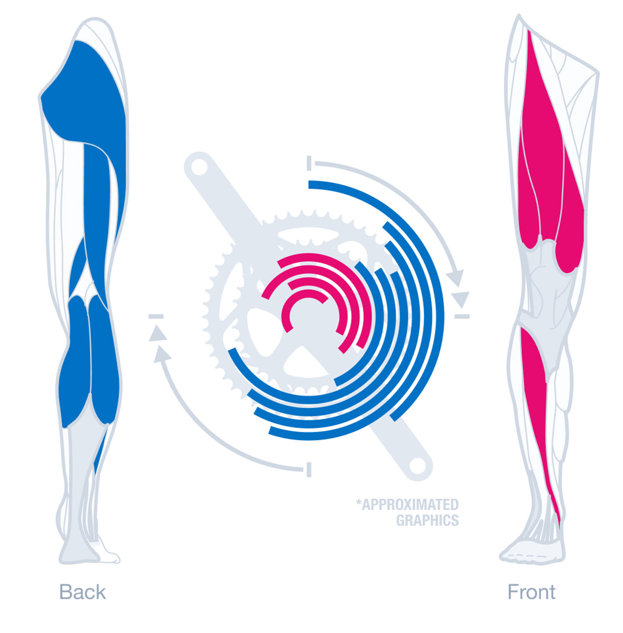 Back And Front Muscle Groups In Strength Training